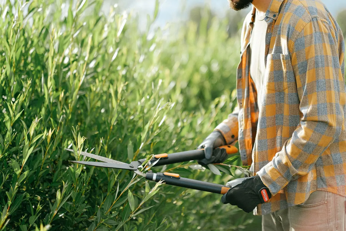 Hedge Laying for Beginners: Why, When and How to Start on a Smallholding
