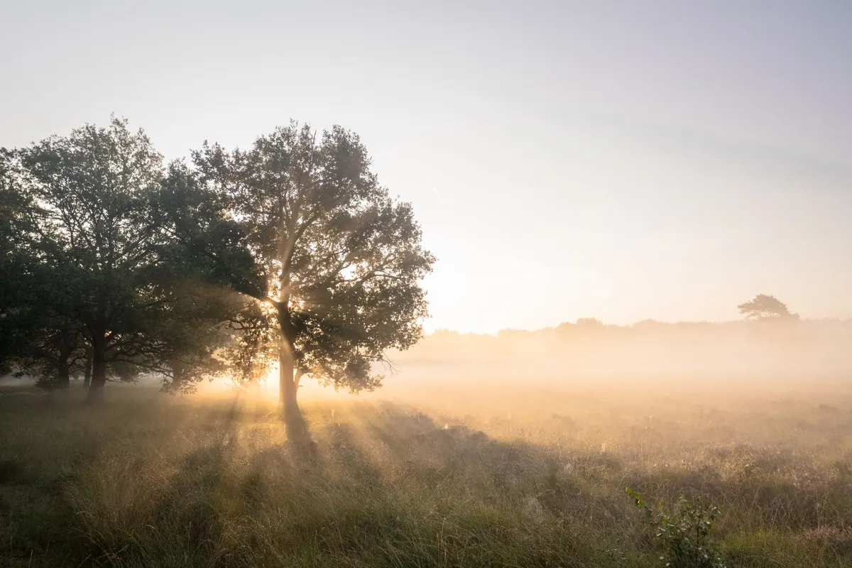 How to Photograph Misty Countryside Mornings on a Phone